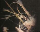 p11pic1.jpg